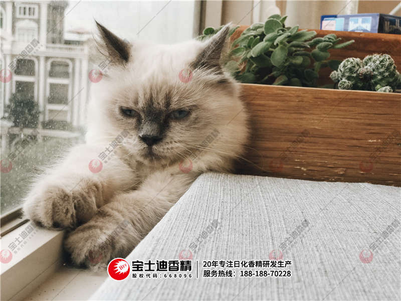 貓咪躺在沙發上 貓咪躺在沙發上