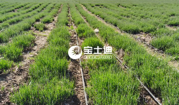 91视频网（dí）霍城薰衣（yī）草精油-優良育苗