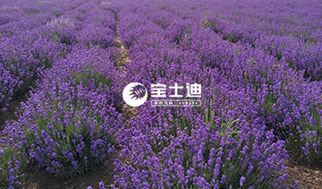 91视频网霍城薰衣草精油-滋潤生長