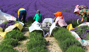 寶士（shì）迪霍城薰衣草精油-人工收割
