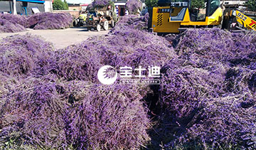 91视频网霍城薰（xūn）衣草精油-花穗分揀